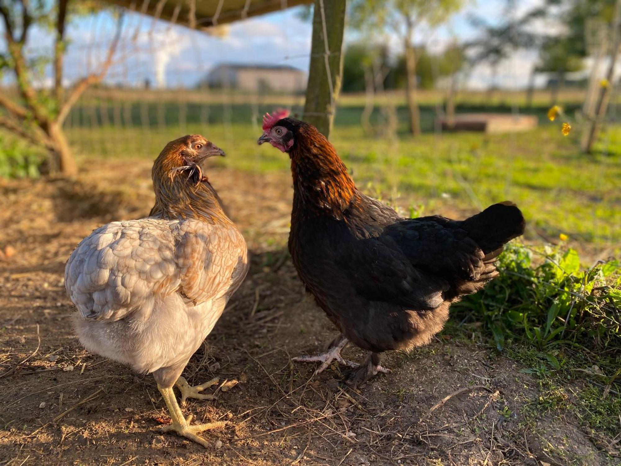 Mobilhome Sous Chalet En Bois A La Ferme Josnes 外观 照片