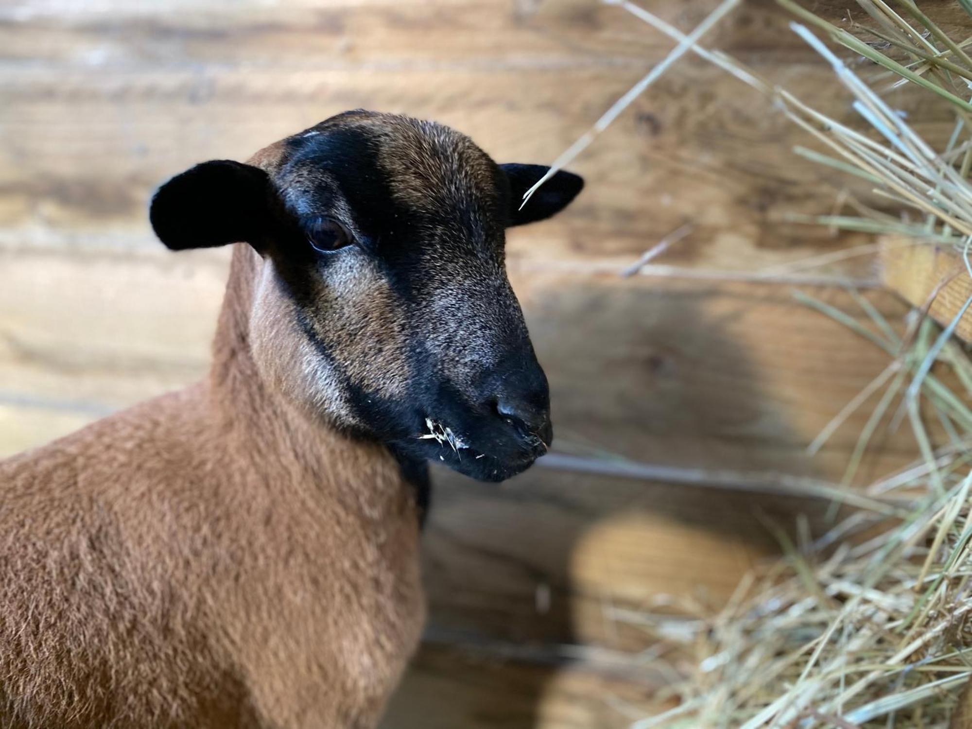 Mobilhome Sous Chalet En Bois A La Ferme Josnes 外观 照片